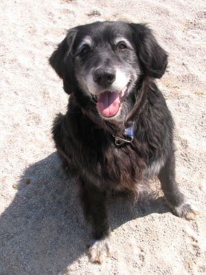 Tequila unser erster Hund